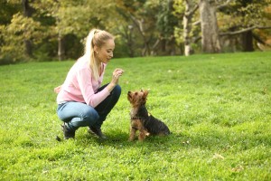 Dog trainer careers: Mikaela the dog behavior counselor in NYC