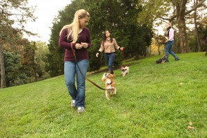 Loose-Leash Walking: certified dog trainer program skills