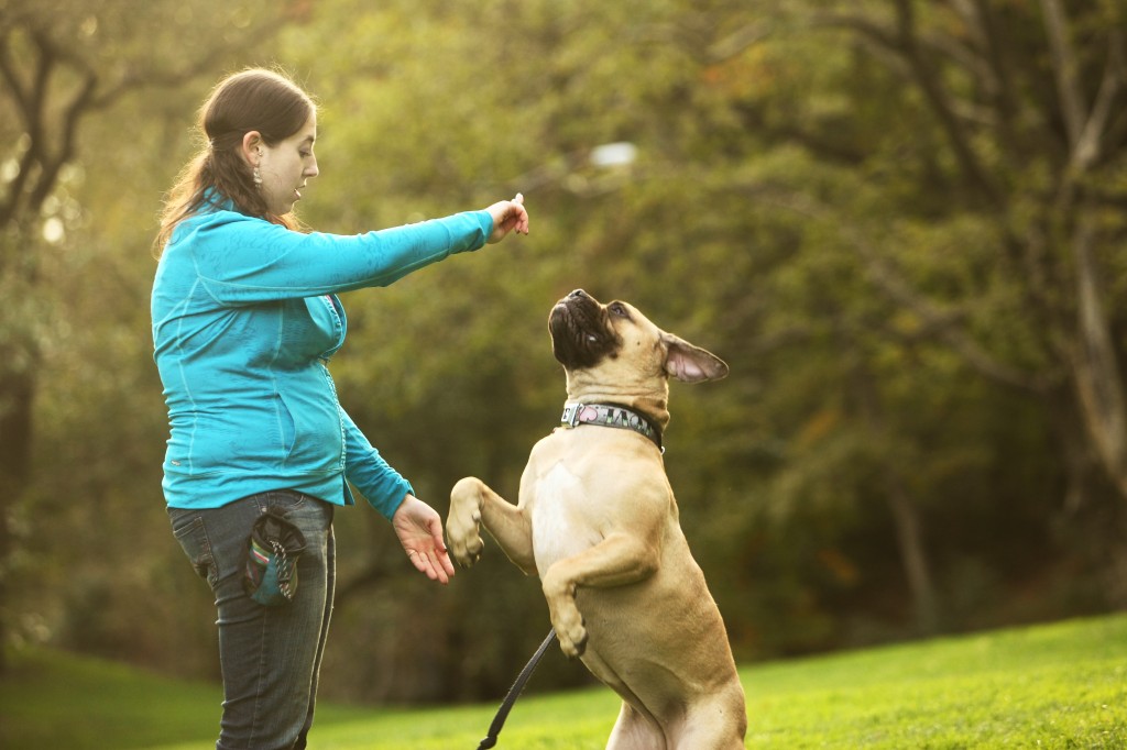 Learning By Doing CATCH Canine Trainers AcademyCATCH Canine Trainers