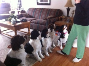 It's time for Spaniel line up at JD Kennels!