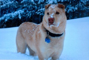 Maximus enjoying a snow day!
