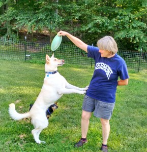 Beta, Cynthia’s student dog, getting very excited for frisbee!