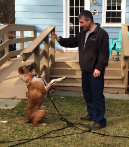 Tony Ricardi working with his student dog, Amos. Way to go!