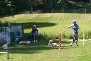 Practicing Croquet and Down Stays with Mentor Trainer, Dee Ganley.
