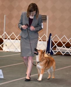 All business in the show ring with Link, the Icelandic Sheepdog.