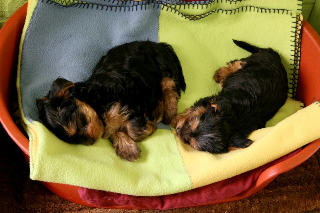 How Do I Get My Dog Off the Furniture? CATCH Canine Trainers