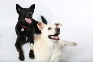 Lindsay's beautiful dogs, Ty and Roxie, in the studio.