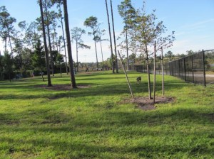 Dr. Phillips Dog Park in Orlando, Florida