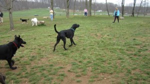 John Rudy Dog Park in York, PA
