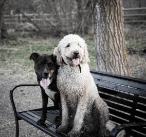 Make friends at Tanner Dog Park in Salt Lake City, UT Photo source: www.bringfido.com