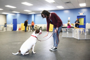 become a dog trainer school