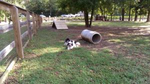 There's lots to do at Hoover Dog Park in Hoover, AL Photo source: www.bringfido.com