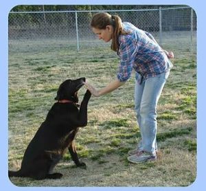 Success Stories 4 | CATCH Canine Trainers Academy