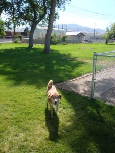 Come play with friends at the Old Town Bark Park in Pocatello, ID Photo source: www.bringfido.com
