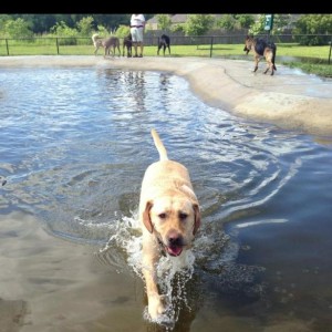 Go for a swim at Burbank Dog Park in Baton Rouge, LA Photo source: www.bringfido.com