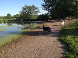 Go for a run at Elm Creek Reserve Dog Park in Maple Grove, MN Photo source: www.bringfido.com