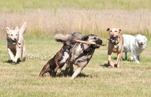 Fun and games at High Sierra Dog Park in Billings, MT Photo source: www.bringfido.com
