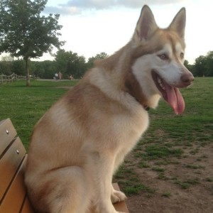 Come hang out at Thomas S. Stoll Dog Park in Overland Park, KS Photo source: www.bringfido.com