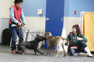 Jennifer and Pia Silvani working hands-on with the shelter dogs at St. Hubert's.