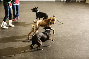 Shelter dog play group at the CATCH workshop