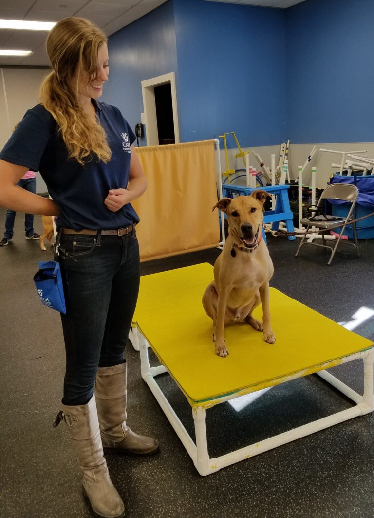Professional Dog Training Skills CATCH Canine