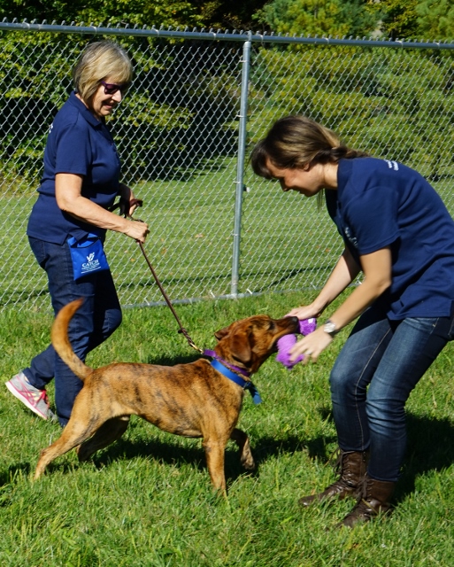 Austin Dog Trainer CATCH Canine Trainers AcademyCATCH