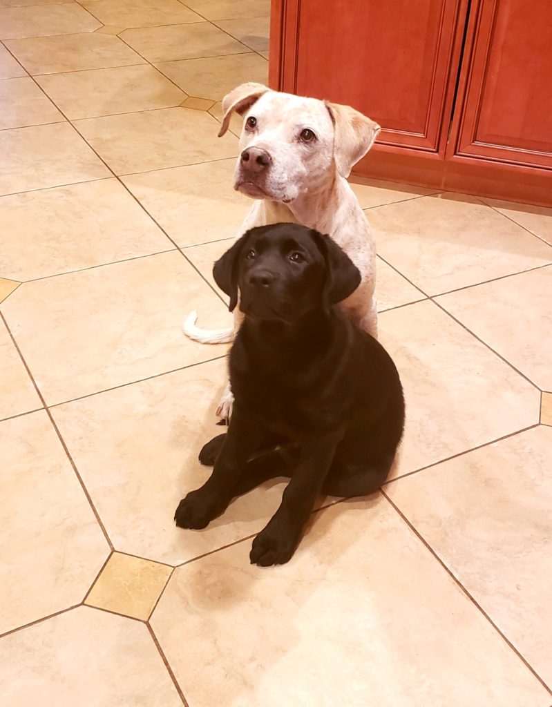 CATCH On! Blog CATCH Canine Trainers Academy a Certified Dog