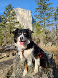 Black tri-color dog posing on a small rock in front of El Capitan.