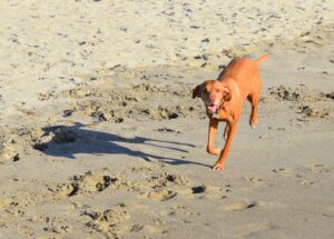 Red Vizsla running on a beach, toward camera.