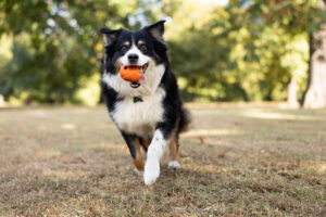 Black and white Australian Shepherd runs toward the camera holding an orange ball in her mouth.