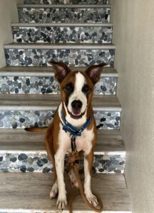 Brown, white and black mixed breed dog sits smiling in a staircase.