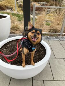 Small black and brown dog smiling and standing in a planter