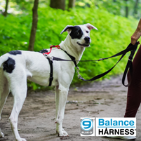 Black and white dog wearing a Blue-9 Balance Harness with leash clipped at two points. Image includes Blue-9 logo.