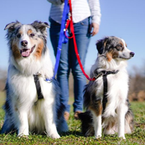 A person holds two leashes. Each one is attached to a harness on an Australian Shepherd.