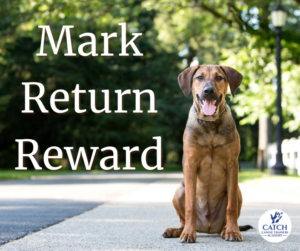 Off lead dog sitting and staying. Caption says mark, return, reward.