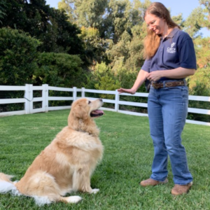 Woman outdoors with golden retriever sitting and staying.