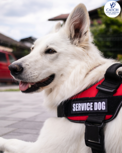 Service Dog