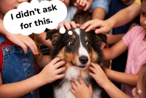A black tri-color young Sheltie is being petted by many hands and looks stressed with whale eyes and tight mouth.