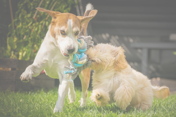 Benefits of Dog Play Quiz