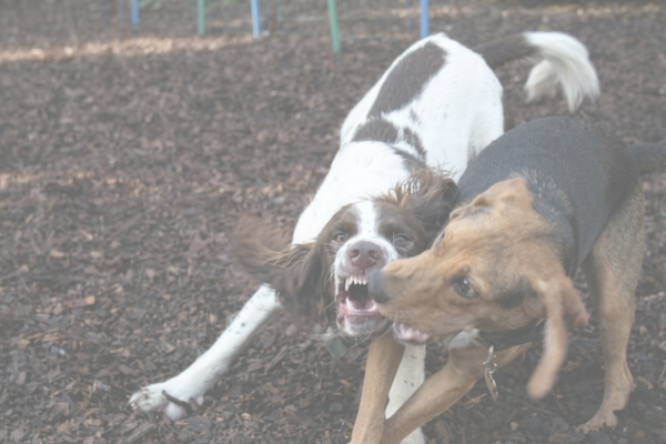 Friends or Foes Quiz