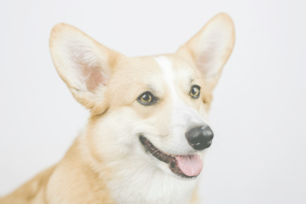 Name That Breed Quiz