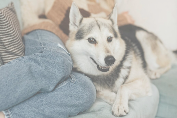 To Couch or Not to Couch Quiz